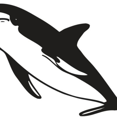 AR DOLPIN 13 RC Thumbnail